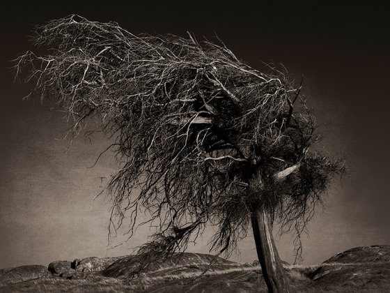 The Gnarled Tree