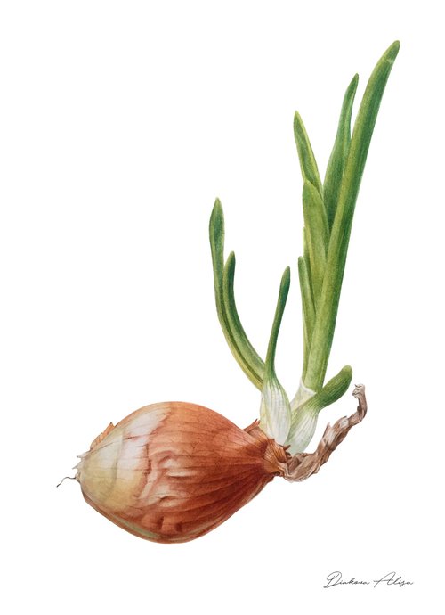 “Onion” (2020)  Original watercolor painting, botanical art by Alisa Diakova