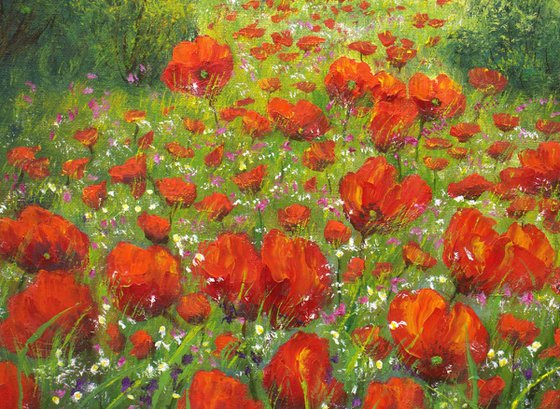 Sunrise on the poppy field