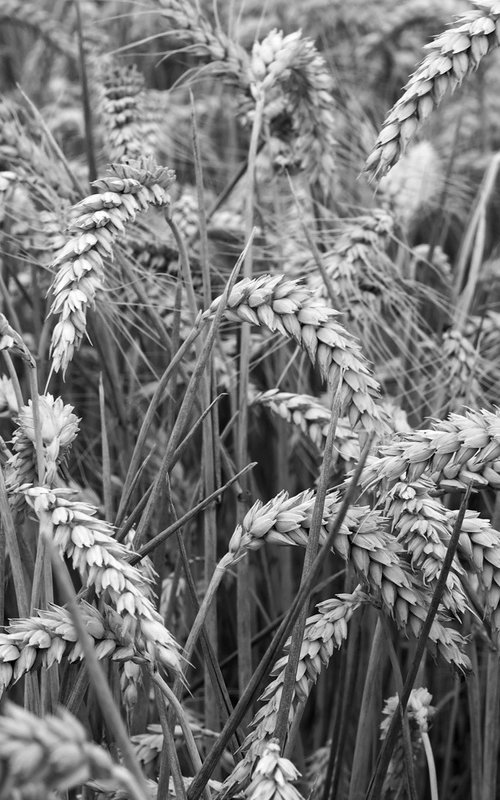 Ears of Wheat by Alex Cassels