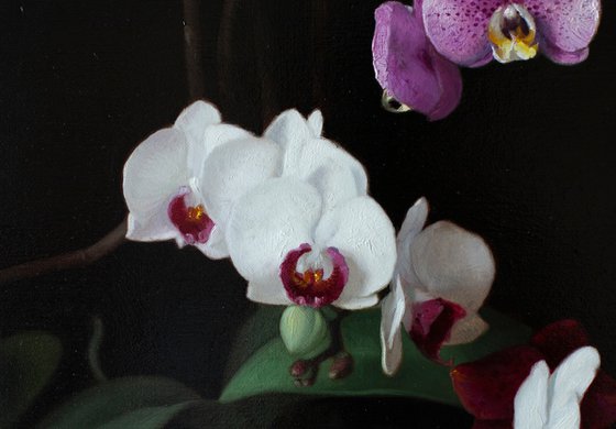 Orchids