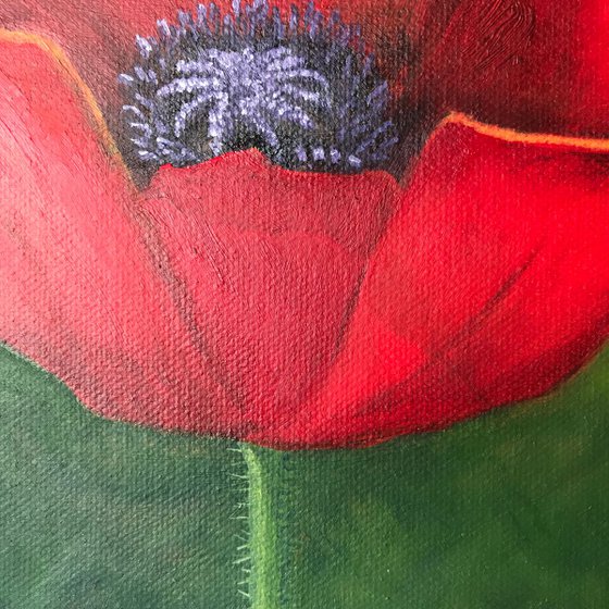 Red Poppy