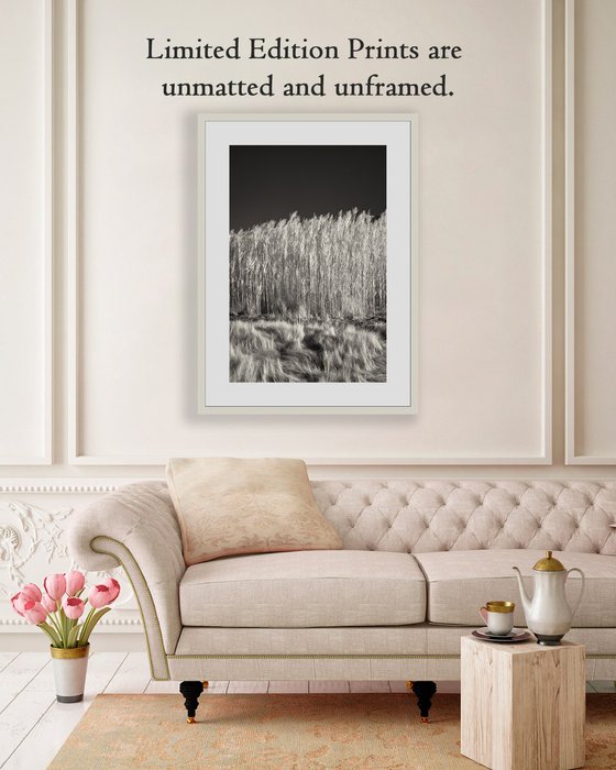 Saltmeadow Cordgrass and Common Reed