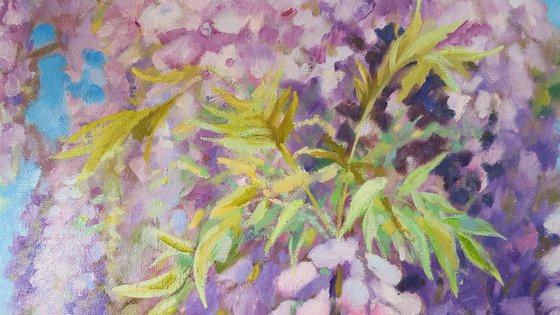 Wisteria