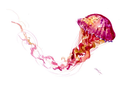 Jellyfish