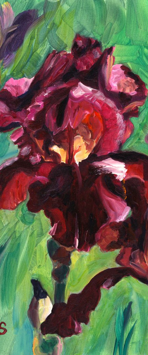 "Royal Trumpeter" Iris by Christina M Plichta