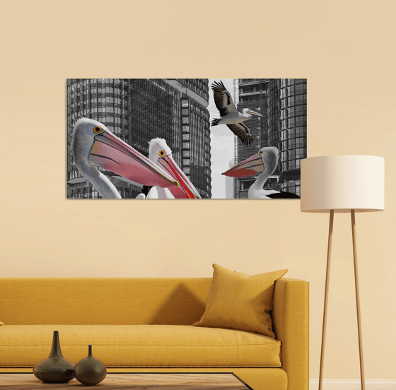 PELICANS IN THE CITY