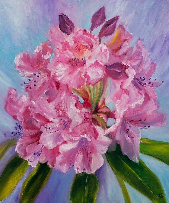 Rhododendron