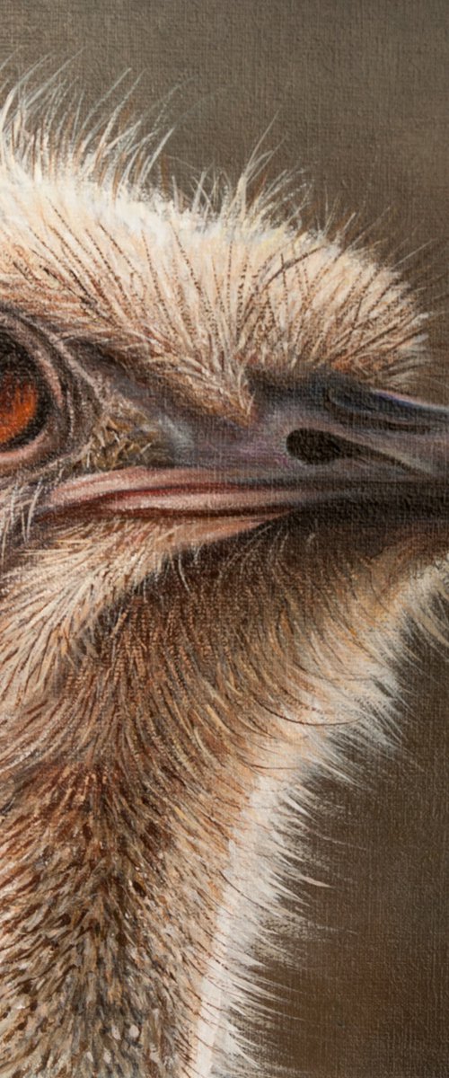 Amber Gaze by Norma Beatriz Zaro