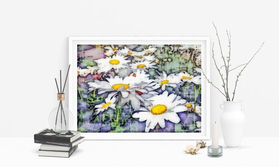 Impressions of Daisies