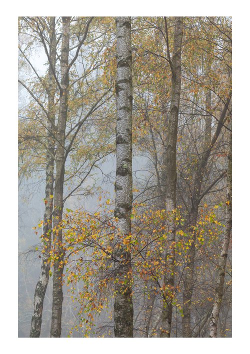 November Birches III by David Baker