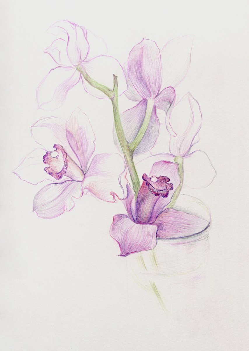 Colored pencils orchids by Liliya Rodnikova | Artfinder