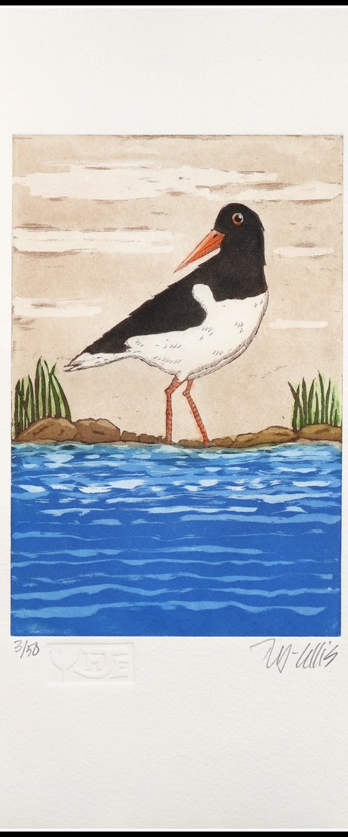 Oystercatcher by Mariann Johansen-Ellis