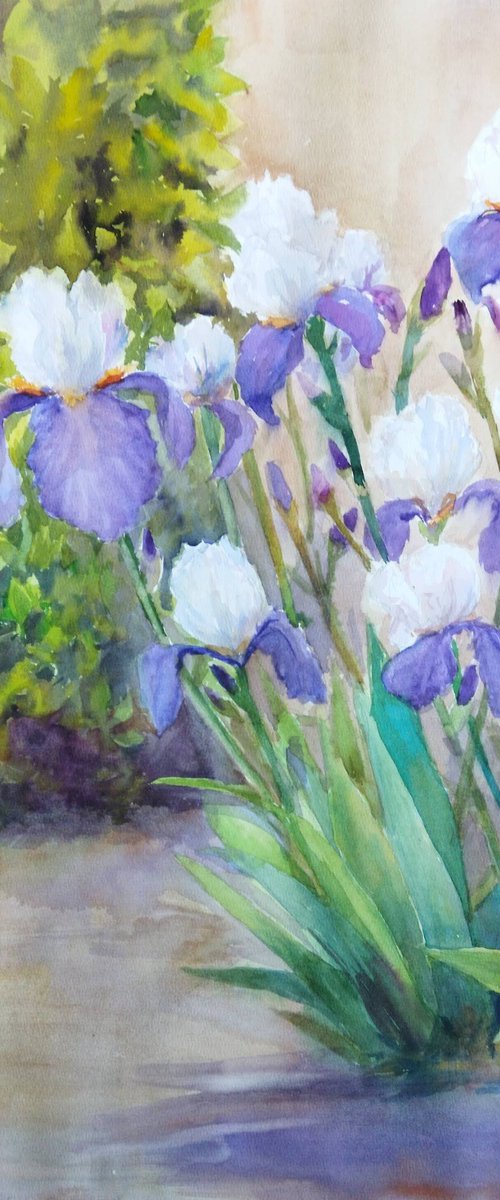 Charming irises by Ann Krasikova