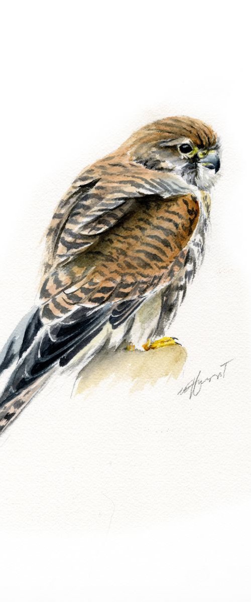 European Kestrel (female)  watercolour by Una Hurst