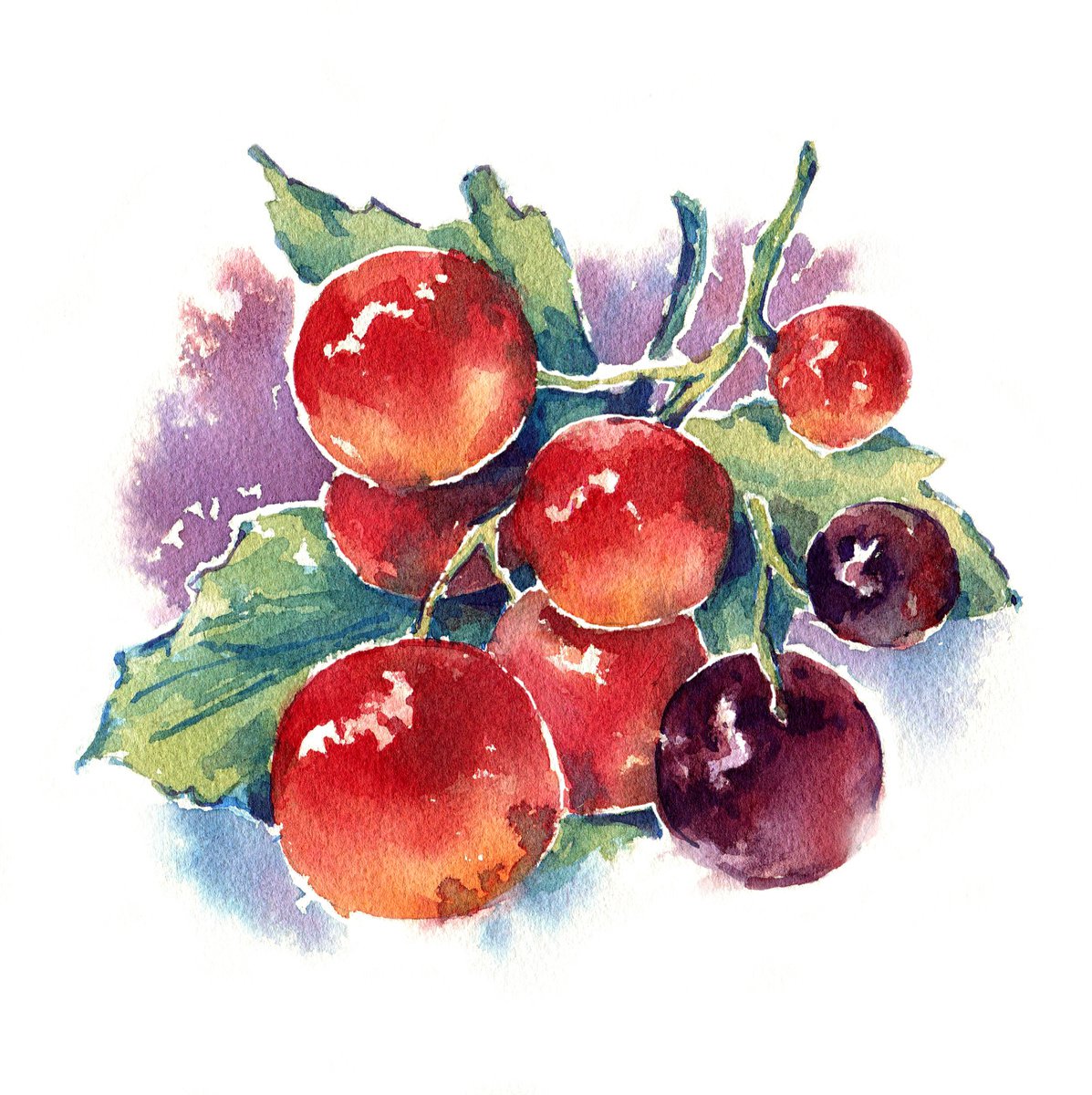 Currant from the series of watercolor illustrations Berries by Ksenia Selianko