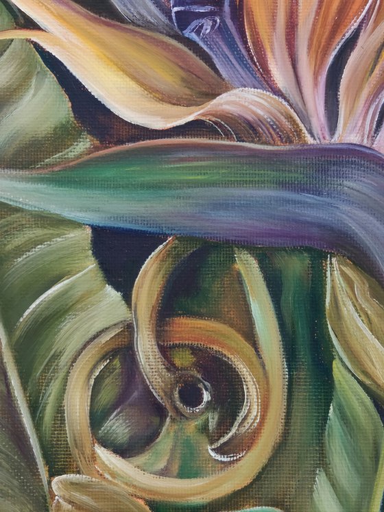Strelitzia
