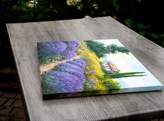 Lavender fields