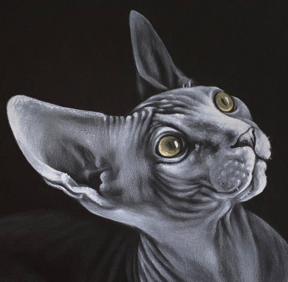 Sphynx portrait