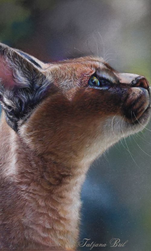 Caracal or the Desert Lynx by Tatjana Bril