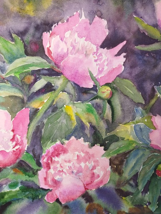 Pink Peonies in the Garden