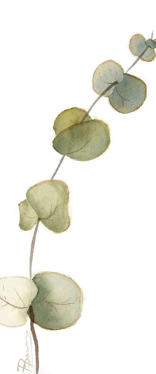 Eucalyptus Green leaves by Olga Tchefranov (Shefranov)