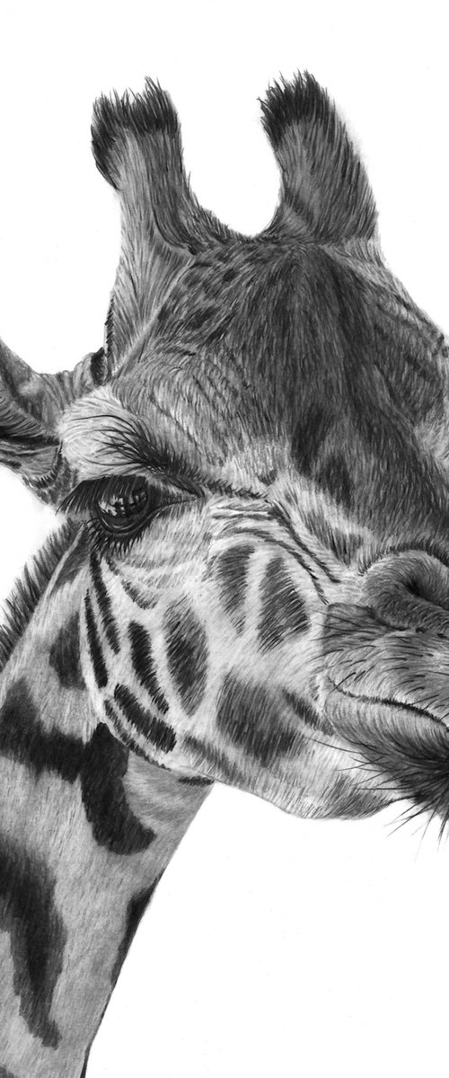 Giraffe by Paul Stowe