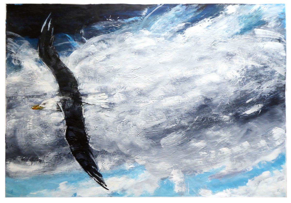 Black Backed Gull, Roanhead, Cumbria by John Sharp