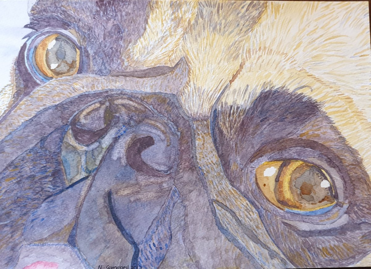 Puggles by Nicky Campbell
