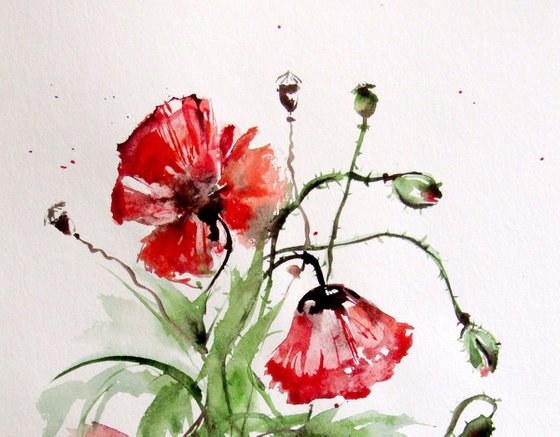 Summer poppies