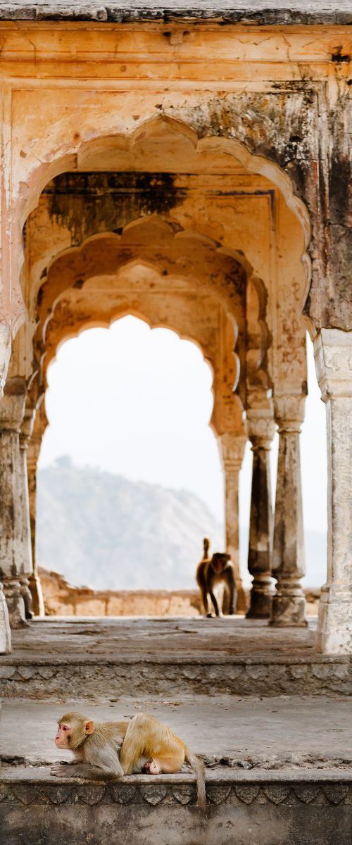 Monkeys in Temple Ruin, Jaipur by Tom Hanslien