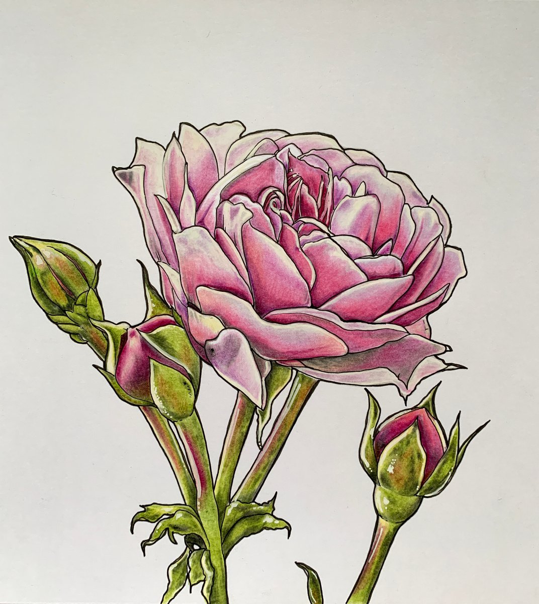 Painting , Pink Roses By Karen Elaine Evans, 10 X 10, Artwork For Sale On Artfinder