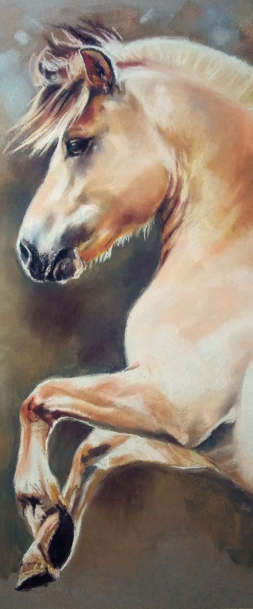 Young fjord stallion by Magdalena Palega