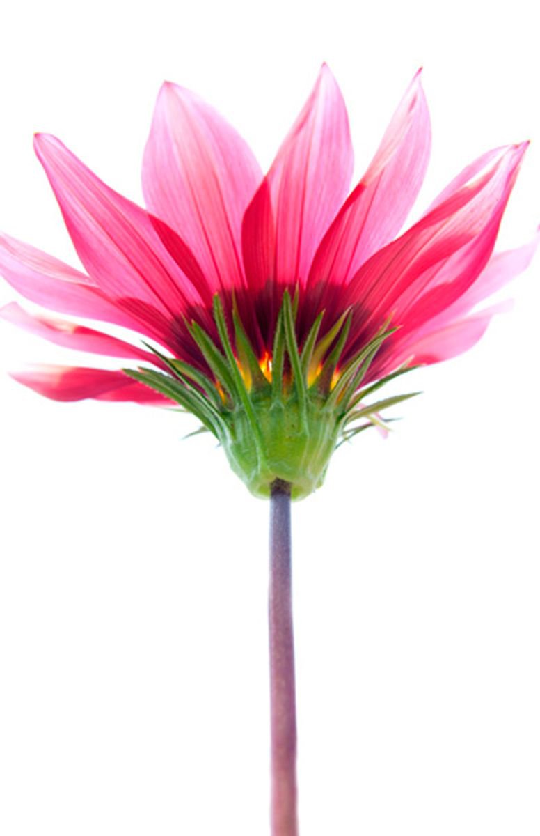 Photorealistic Botanical Photograph By Michael Filonow, 22 X 320", Botanical Pink, Original Artwork