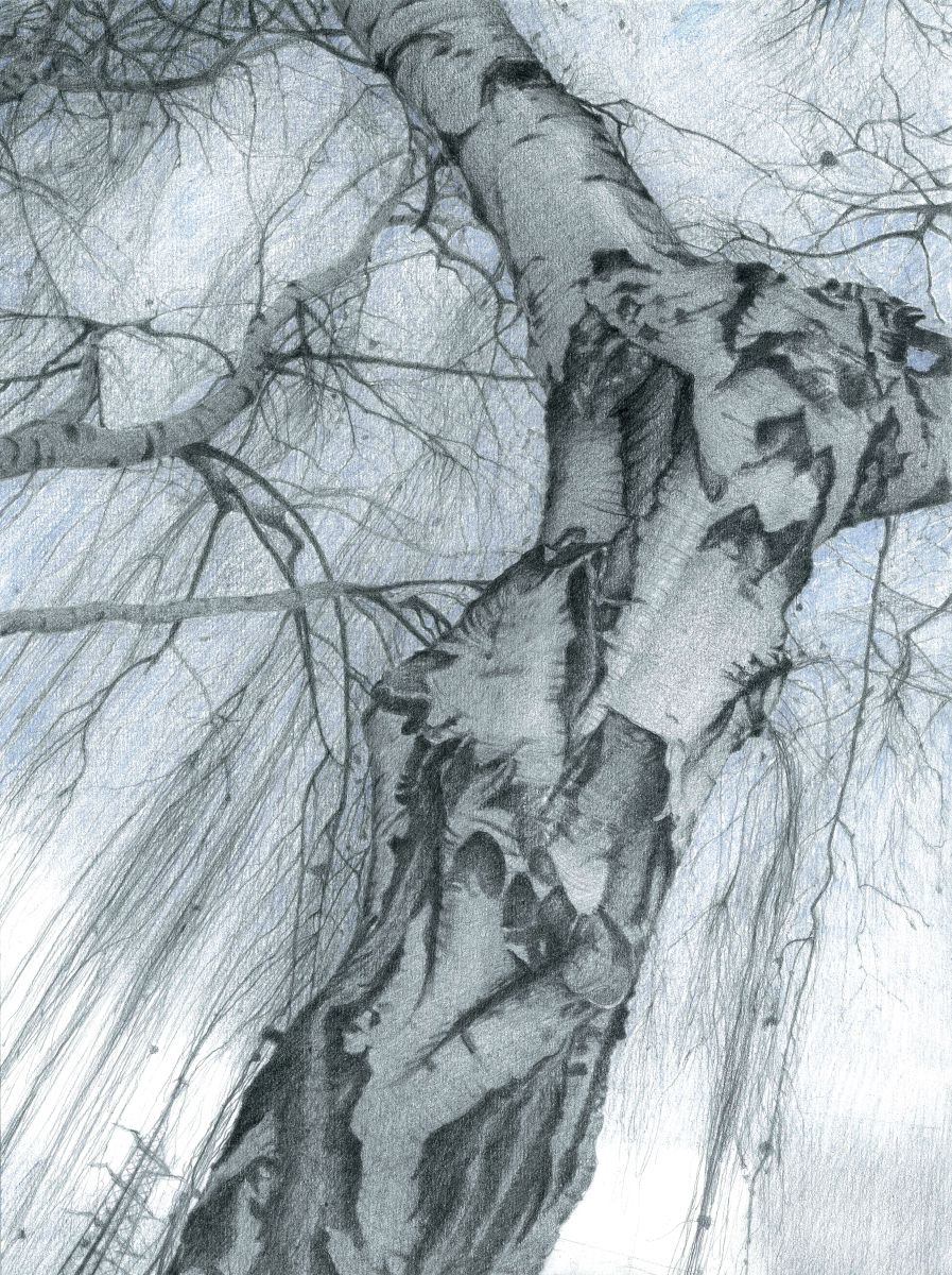 RISING (Birch in winter) by Nives Palmi?