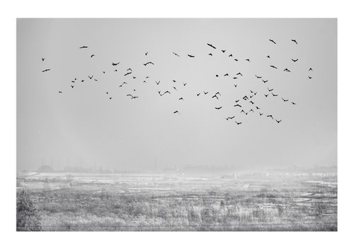 Midwinter #9 Limited Edition #1/25 Fine Art Photograph of Bare Winter Trees and Birds Flying by Graham Briggs
