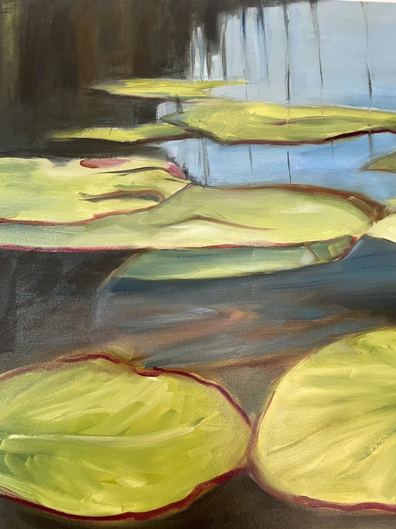 Water Lilies