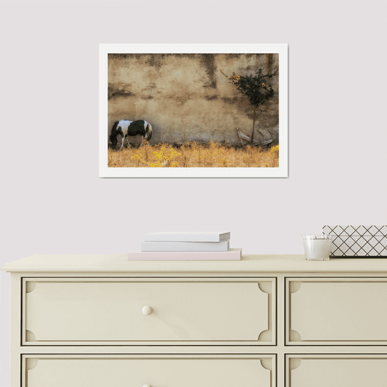 Baked and Grazing. Limited Edition 1/50 15x10 inch Photographic Print