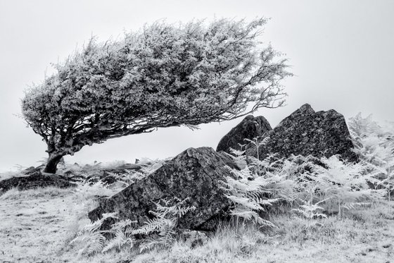 Infrared Hawthorn on Bodmin Moor