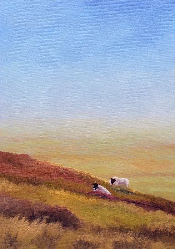 Sheep on the moor, midsummer