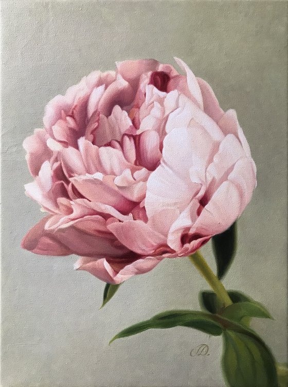 PINK PEONY