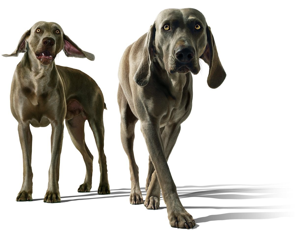 Photorealistic Animal Photograph By Gandee Vasan, 23 X 17, Curious Pair, Original Artwork