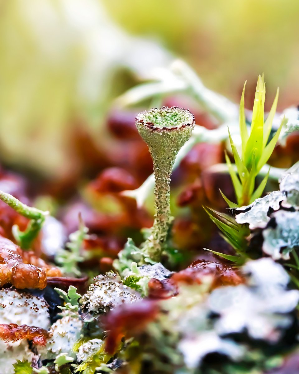 Forest stories - macro photo of lichen Cladonia, limited edition print by Inna Etuvgi