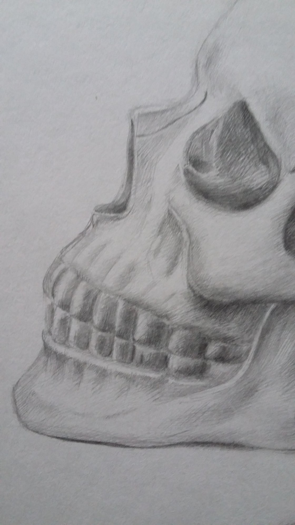 Skull 10x14 original pencil drawing