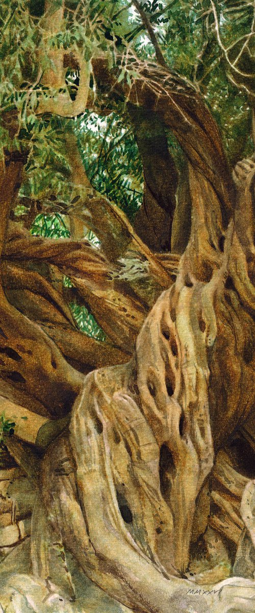 Olive Tree on Greek Island Thassos by REME Jr.