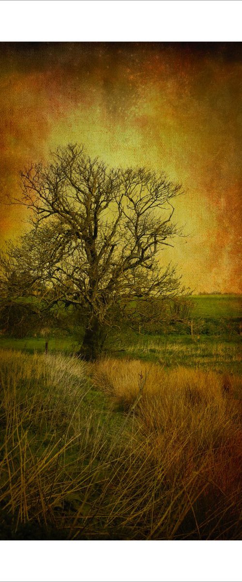 Tree in field with grasses by Martin  Fry