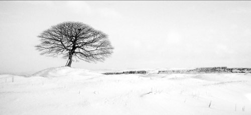 A winters tree - Peak District National Park by Stephen Hodgetts Photography