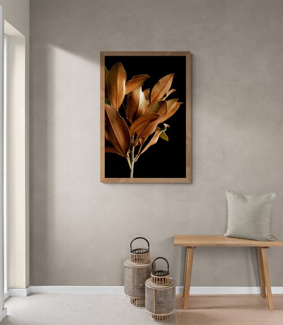Magnolia Leaves
