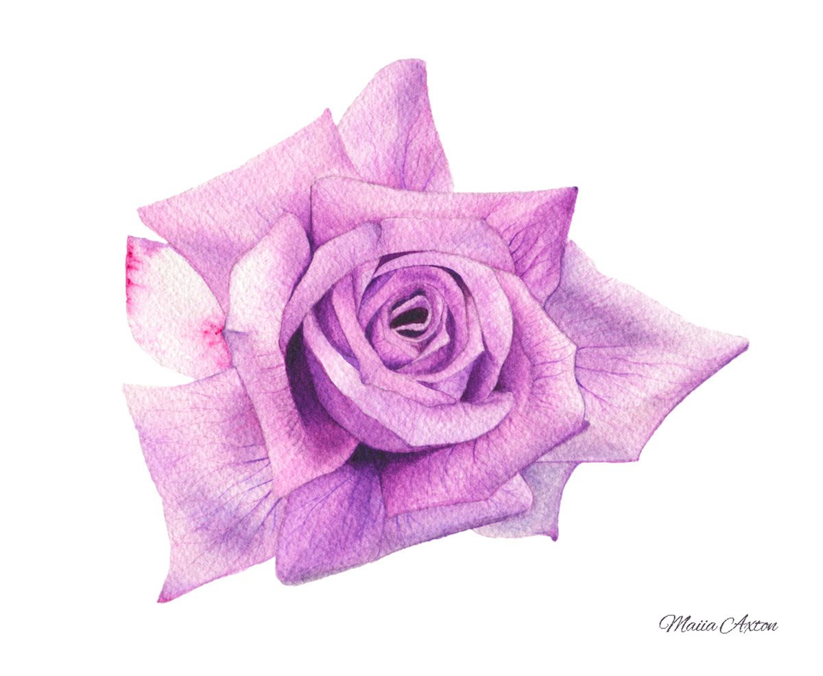 Lilac rose by Maiia Axton Studio