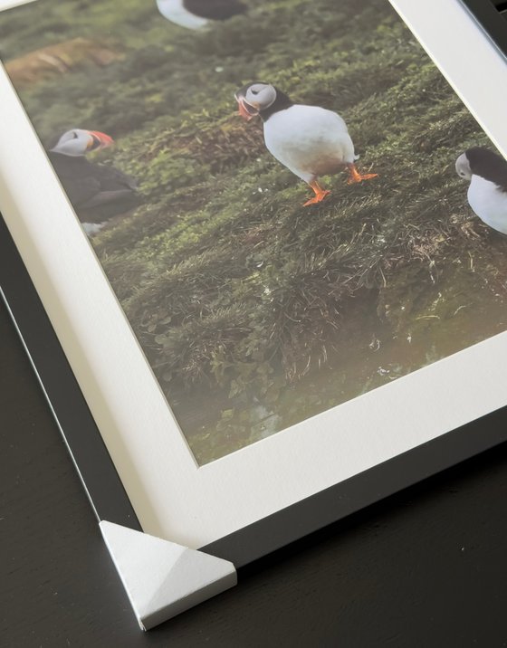 THE PUFFIN GAZE
